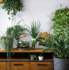 Different organic indoor plants in living room with decorations on the table. Composition of home garden green industrial interior. Urban jungle interior with houseplants. green concept for magazine.