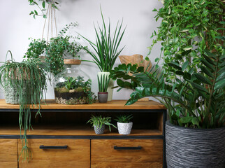 Different organic indoor plants in living room with decorations on the table. Composition of home garden green industrial interior. Urban jungle interior with houseplants. green concept for magazine.
