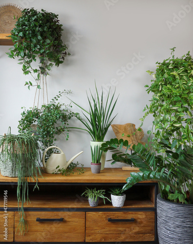 Different organic indoor plants in living room with decorations on the table. Composition of home garden green industrial interior. Urban jungle interior with houseplants. green concept for magazine.