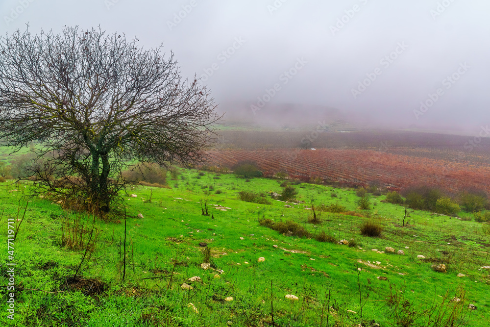 Countryside, vineyard, foggy winter day. Tel Kedesh, Upper Galilee