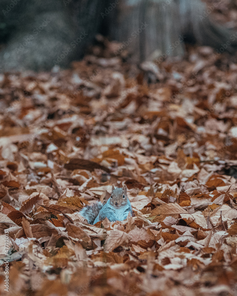 Squirrel watching you Squirrel watching you