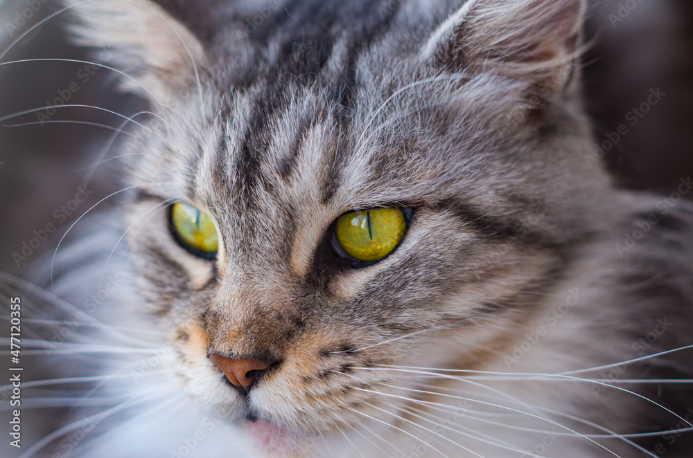 the muzzle of a Maine Coon cat