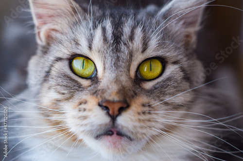 the muzzle of a Maine Coon cat
