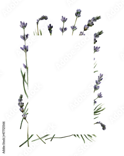 Hand-drawn watercolor lavender frame. Rustic purple  violet flowers rectangle border template isolated on white background for wedding invitations and greeting cards