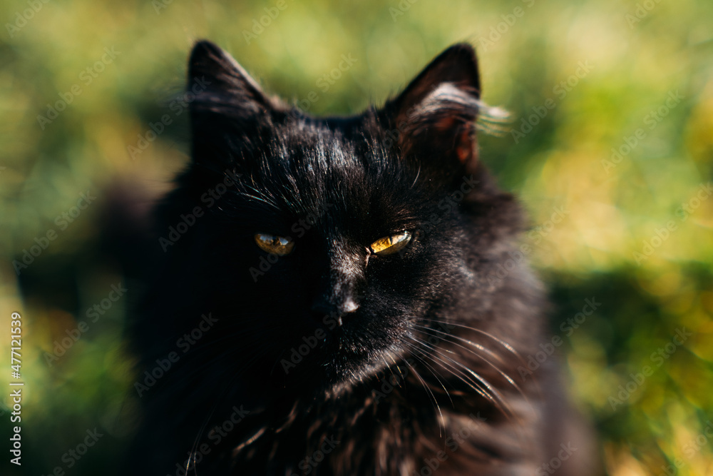 Black cat hotsell with gold eyes