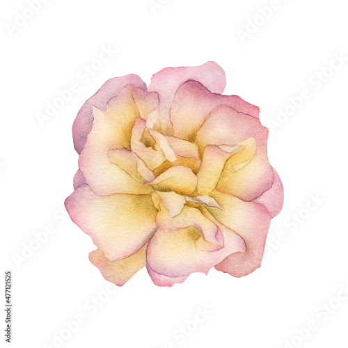 Hand-drawn watercolor light pink yellow rose flower. Summer, autumn garden floral. Botanical illustration for greeting cards design, wedding invitation, decor isolated on white background