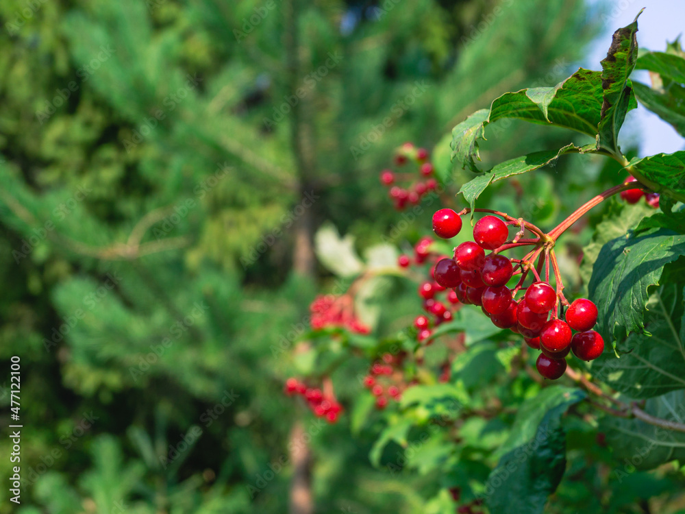 Ripe red viburnum fruits on a background of green leaves in the forest. Viburnum vulgaris(Latin Vibúrnum oculus) is a deciduous woody plant. Red berries and green foliage on the tree in summer.