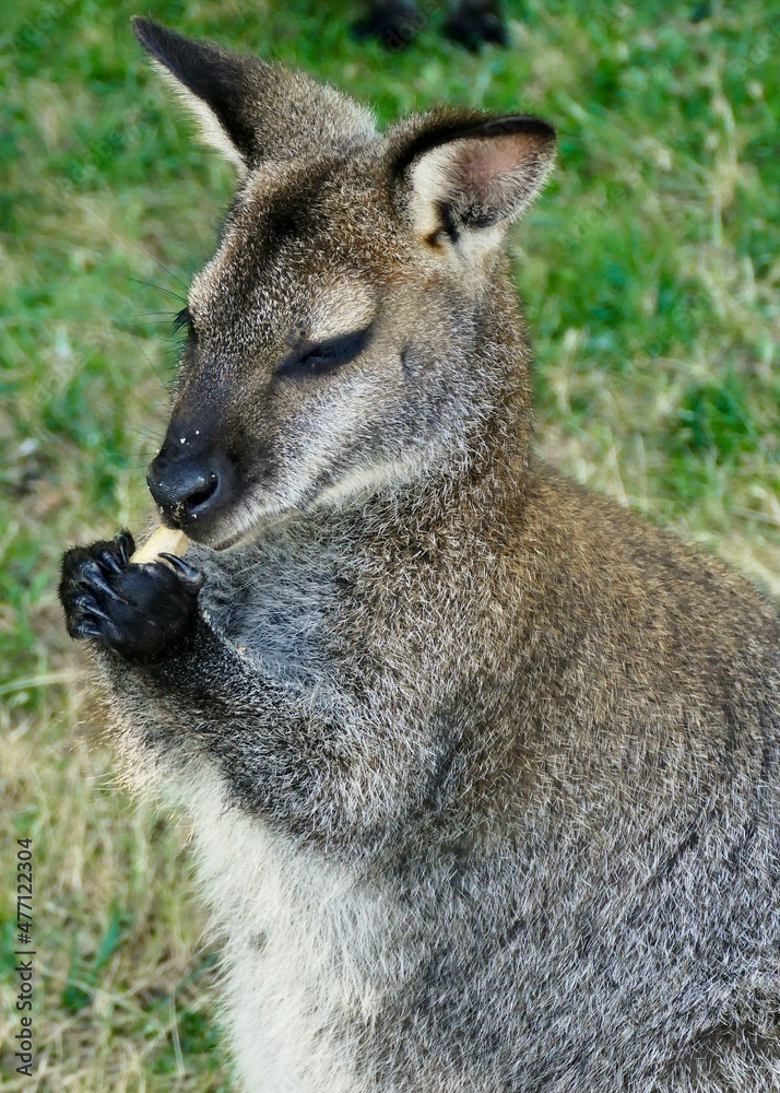 Portrait d’un kangourou wallaby tenant de la nourriture dans ses pattes Portrait d’un kangourou wallaby tenant de la nourriture dans ses pattes