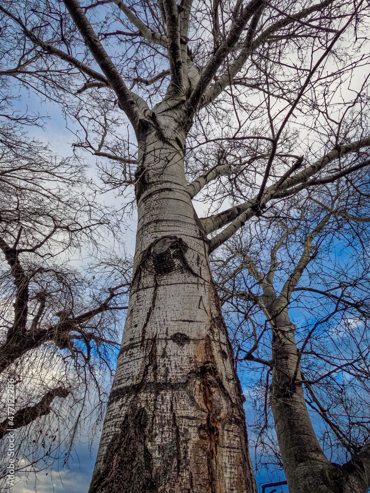 Fototapeta premium trees and sky