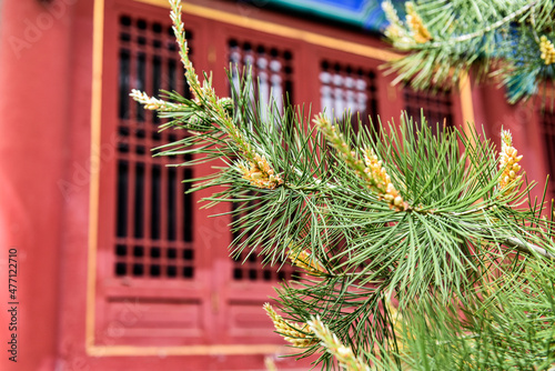 Pine branches in the background of ancient architecture