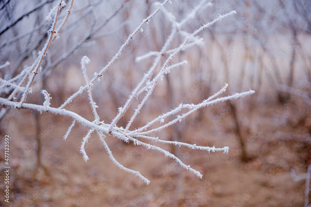 Under the environment of snowy weather in winter, the branches and leaves of plants are covered with frost