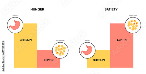 Hunger appetite hormones
