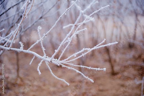 Under the environment of snowy weather in winter  the branches and leaves of plants are covered with frost