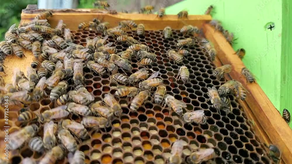 panning shot of bees working on honeycomb on a hive frame in slow motion 30p 1080p can be used vertical or horizontal panning shot of bees working on honeycomb on a hive frame in slow motion 30p 1080p can be used vertical or horizontal