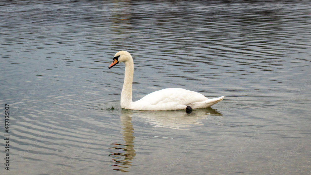 swan on the lake