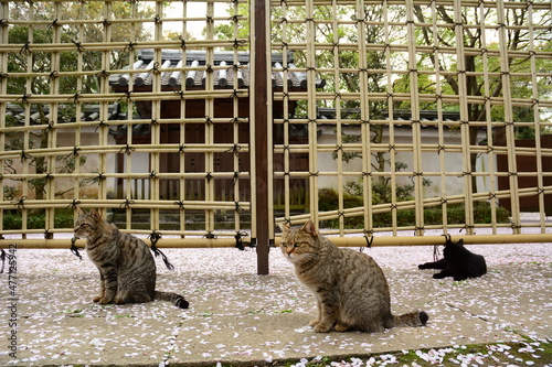 Cat living in HIMEJI-JO castle with cherry blossom in full bloom photo