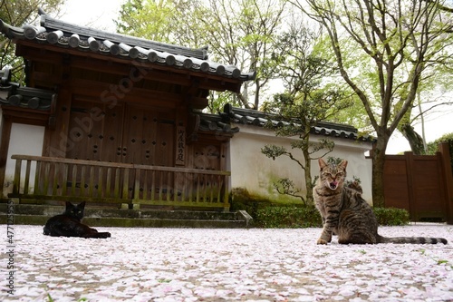 Cat living in HIMEJI-JO castle with cherry blossom in full bloom photo