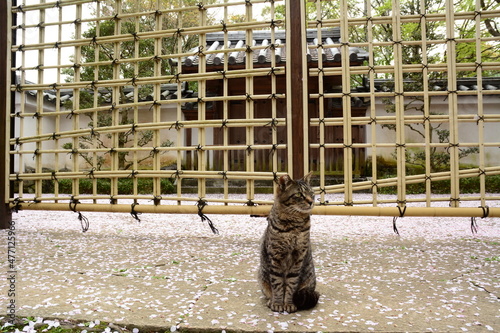 Cat living in HIMEJI-JO castle with cherry blossom in full bloom photo