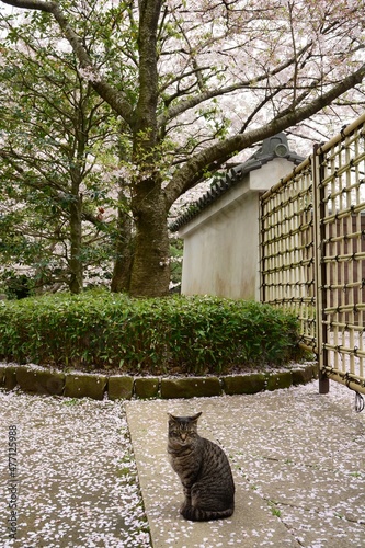 Cat living in HIMEJI-JO castle with cherry blossom in full bloom photo