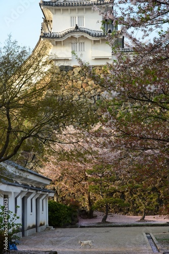 Cat living in HIMEJI-JO castle with cherry blossom in full bloom photo