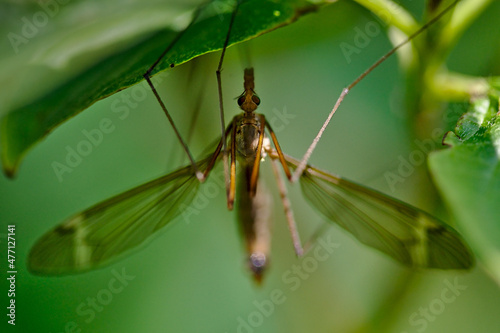 gnat on a leaf