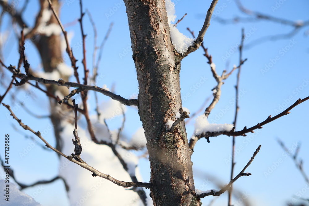 branches of trees and shrubs covered with freshly fallen snow branches of trees and shrubs covered with freshly fallen snow