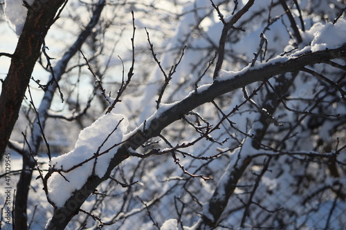branches of trees and shrubs covered with freshly fallen snow