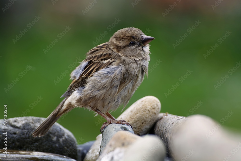 After bathing. Young sparrow stands on a stone at the bird's watering hole. Moravia. Europe. After bathing. Young sparrow stands on a stone at the bird's watering hole. Moravia. Europe.