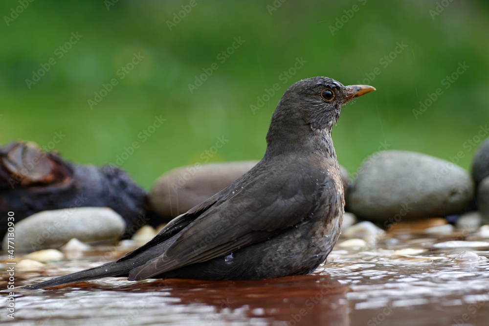The female blackbird (Turdus merula) in the water of a bird's watering hole. Moravia. Europe. The female blackbird (Turdus merula) in the water of a bird's watering hole. Moravia. Europe.