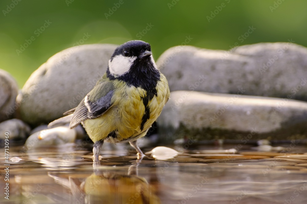 Obraz premium The great tit stands in the water of a bird's watering hole. Moravia. Europe.