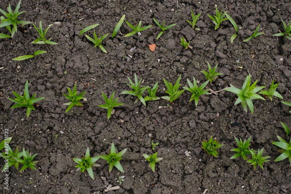 Germinate new vegetable life. Close-up photograph of cracked earth underfoot with young green sprouts. Spring Theme. Natural Wallpaper, Texture, Pattern, Background. Germinate new vegetable life. Close-up photograph of cracked earth underfoot with young green sprouts. Spring Theme. Natural Wallpaper, Texture, Pattern, Background.
