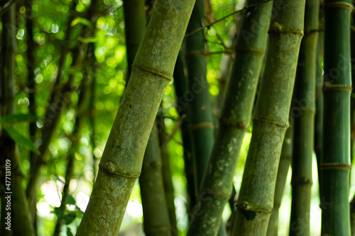 Bamboo is a woody plant with a hollow stem deployment tool