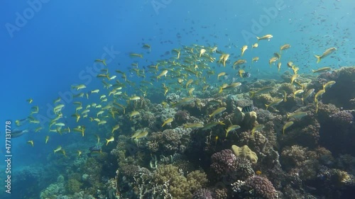 School of Yellowfin goatfish fish on a coral reef, slow motion photo