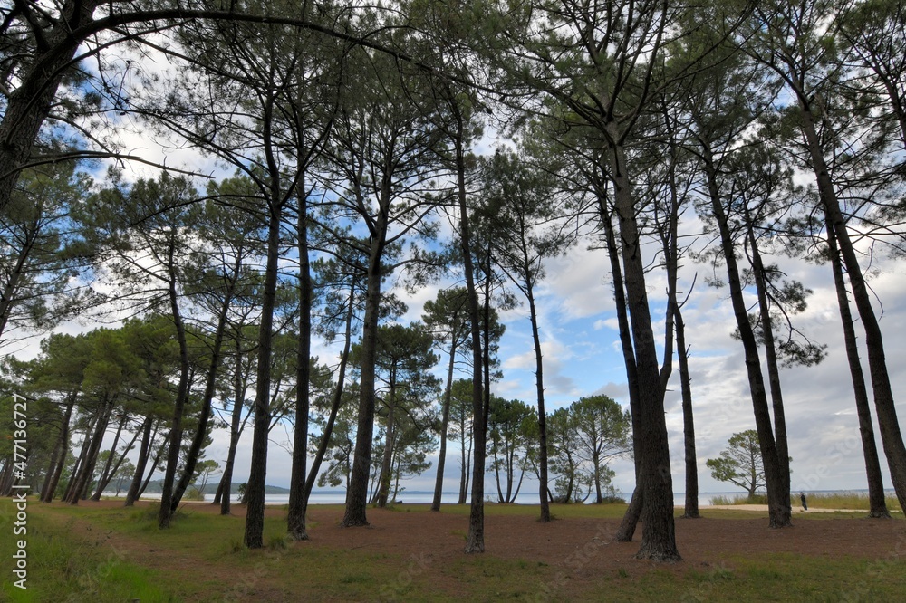 beautiful view on the lake of Cazaux in Gironde - France beautiful view on the lake of Cazaux in Gironde - France