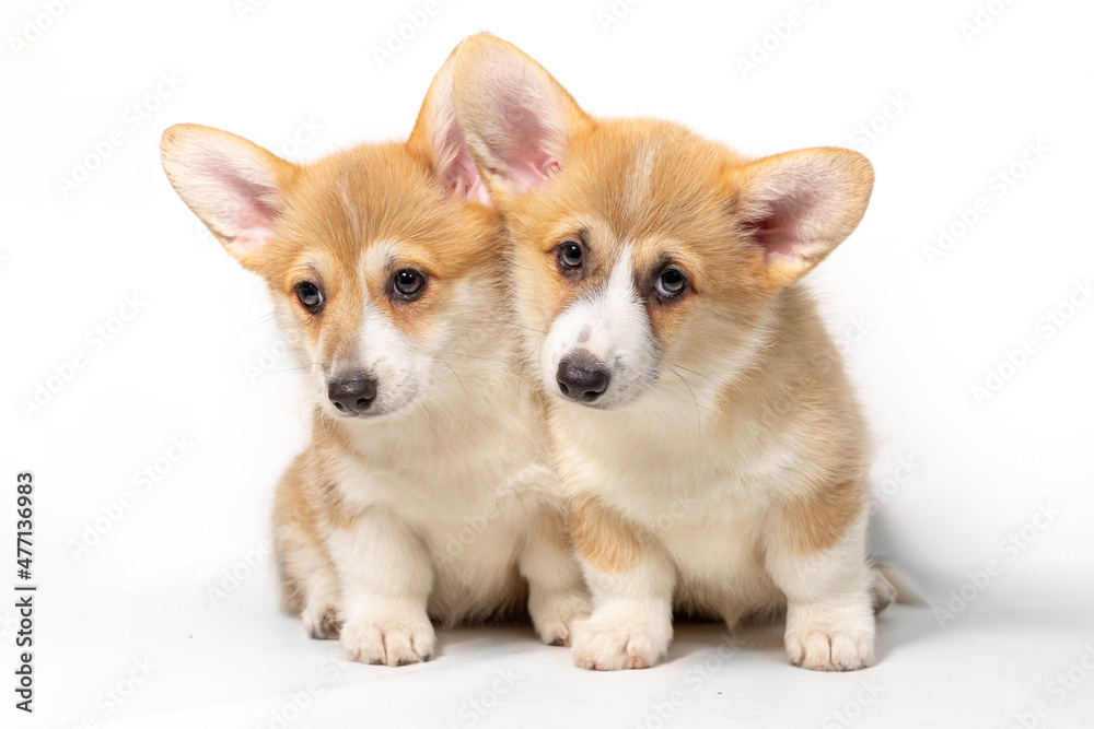 Two adorable Pembroke Welsh Corgi puppies are sitting and looking at the camera. isolated on a white background