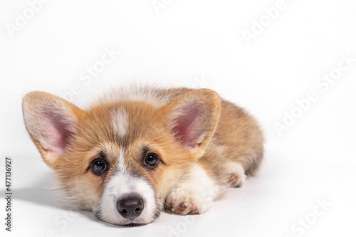 Charming sad puppy Welsh Corgi Pembroke lies and looks at the camera. isolated on a white background