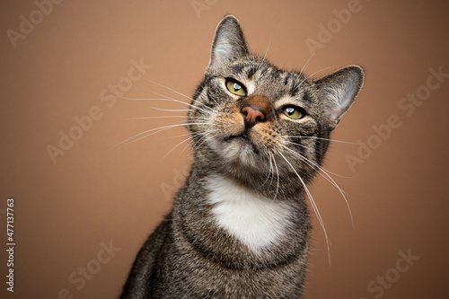 Wallpaper Mural tabby white domestic shorthair cat portrait looking curiously at camera on brown
