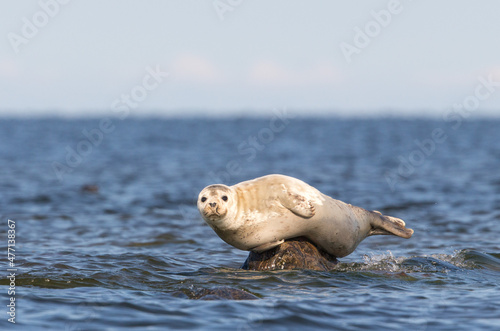 Close up portrait of the Grey Seal (Halichoerus grypus), resting on the erratic boulder in the Baltic sea at Kihnu Strait area, Estonia photo