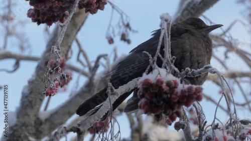 Blackbird (Turdus merula) on a frosty rowan branch, shivering from cold, 15 degrees Celsius below zero. 