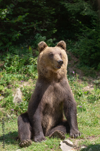 brown bear sits on the background of the forest