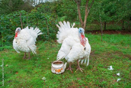 Photography Two broad breasted white turkeys and and old teapot on green pasture