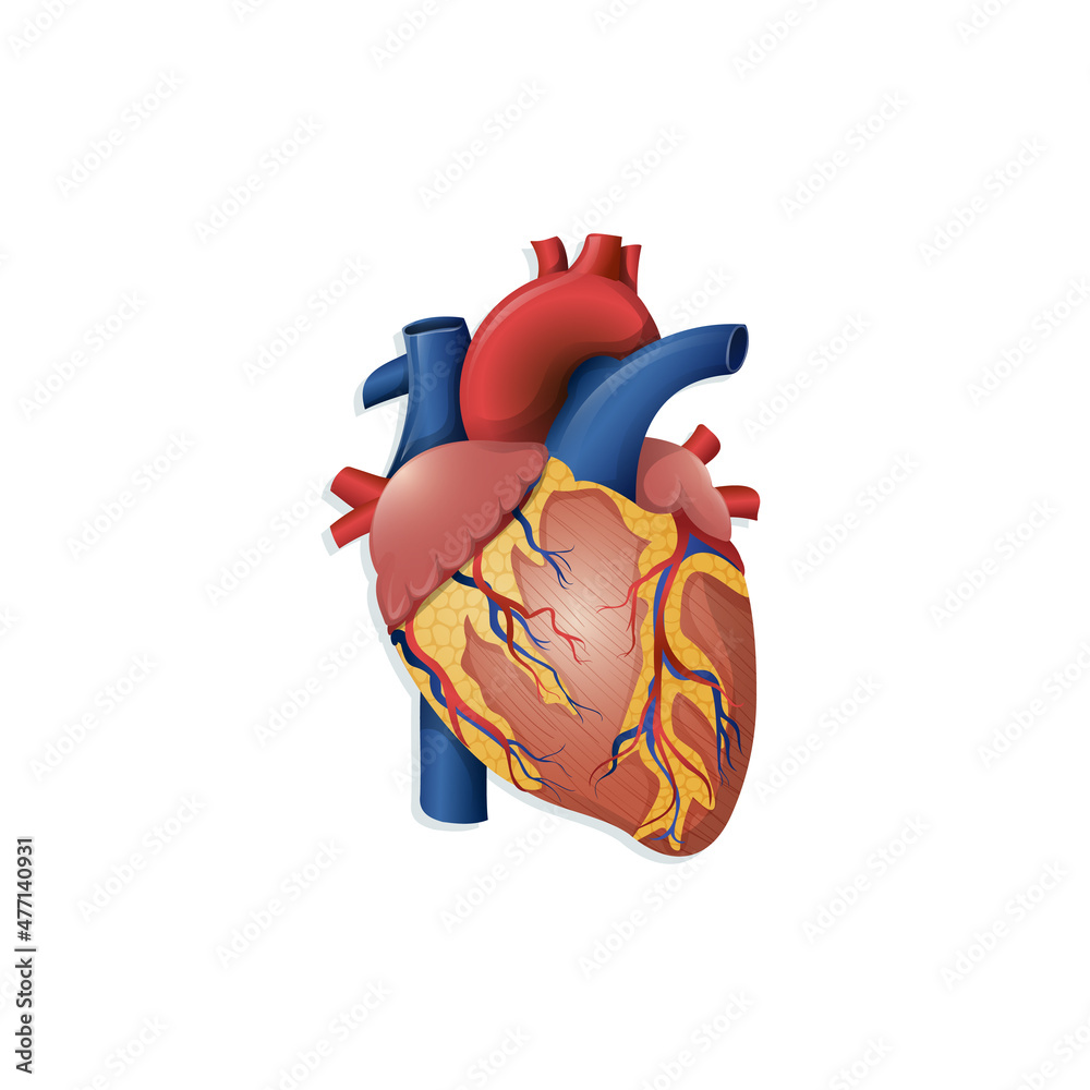 Vector illustration of realistic human heart. Сartoon anatomy organ