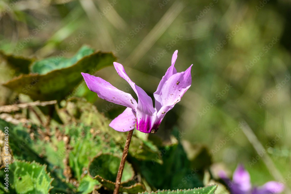 Delicate pink cyclamen flower closeup on a blurred background of green grass. Delicate pink cyclamen flower closeup on a blurred background of green grass.