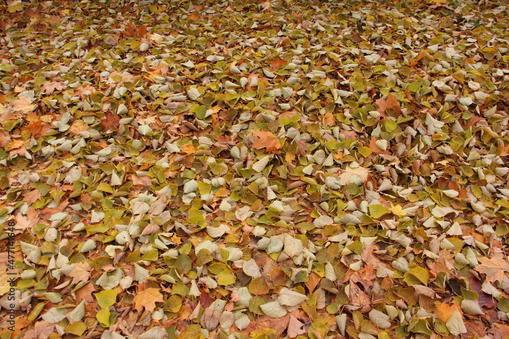 Autumn dry fallen yellow leaves on the earth at Russian natural october background texture