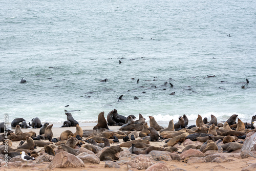 Cape fur seal colony at Walvis Bay, Skeleton Coast, Namibia © Antoinee