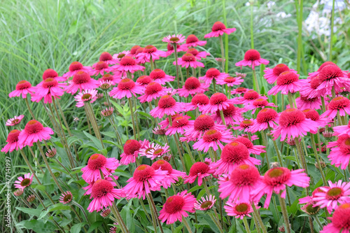 Pink Echinacea  Delicious Candy  coneflower in flower during the summer months