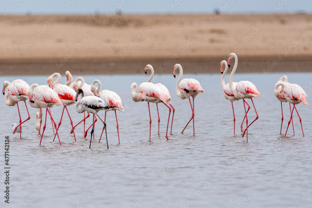 Flammingo colony in Walvis bay, Namibia