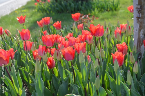 red tulips in the garden