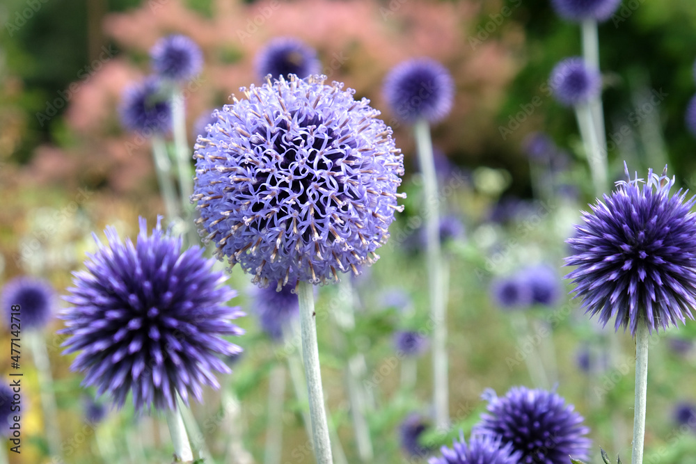 Echinops ritro ÔVeitch's BlueÕ globe thistle in flower during the summer Echinops ritro ÔVeitch's BlueÕ globe thistle in flower during the summer