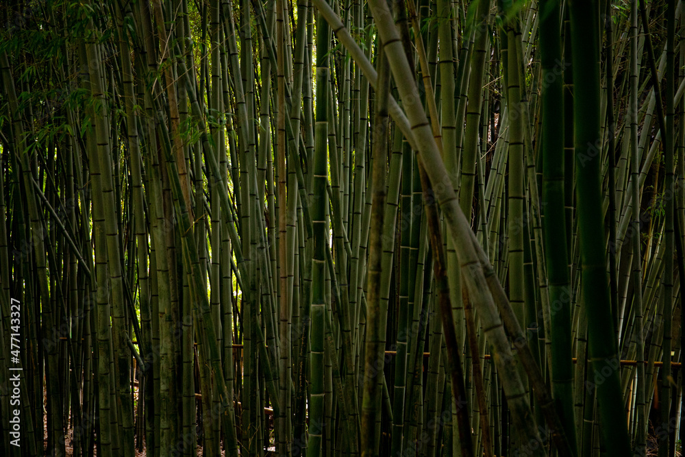 Fototapeta premium bamboo forest overgrown with bombuka. greenery is nature. the sky is visible through the crowns of bamboo